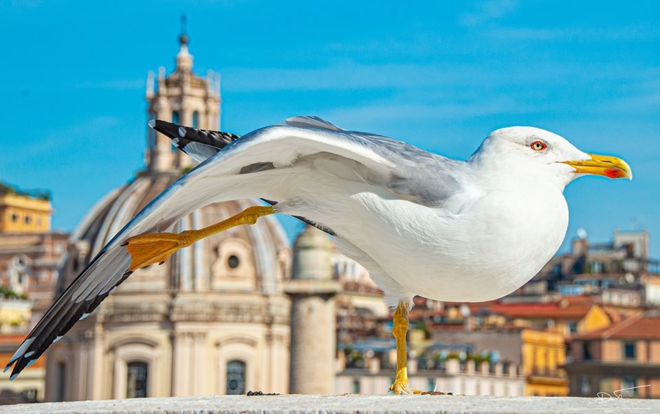 Chau Au dep nhu giac mo duoi ong kinh cua du hoc sinh Viet hinh anh