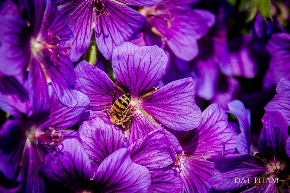 châu Âu ảnh 55 chau Au anh 55