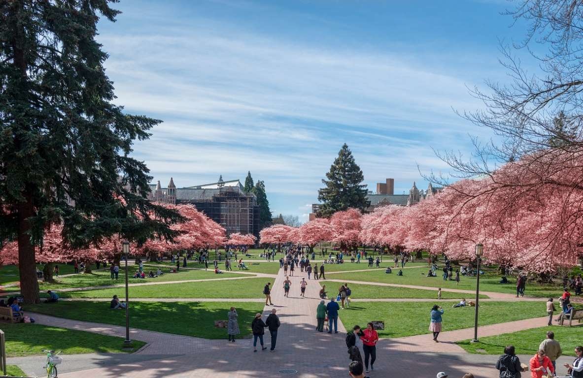 hoa anh đào ảnh 19 hoa anh dao anh 19