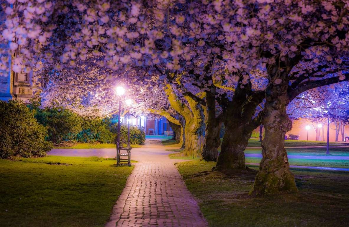 hoa anh đào ảnh 15 hoa anh dao anh 15