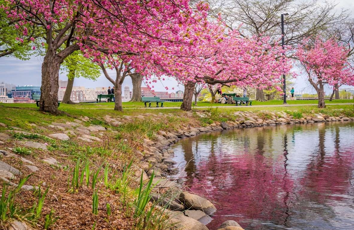 hoa anh đào ảnh 6 hoa anh dao anh 6