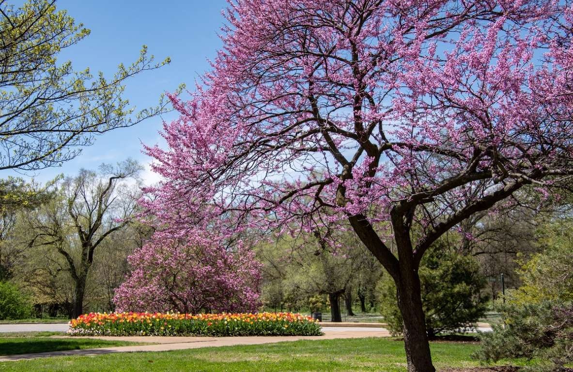 hoa anh đào ảnh 12 hoa anh dao anh 12