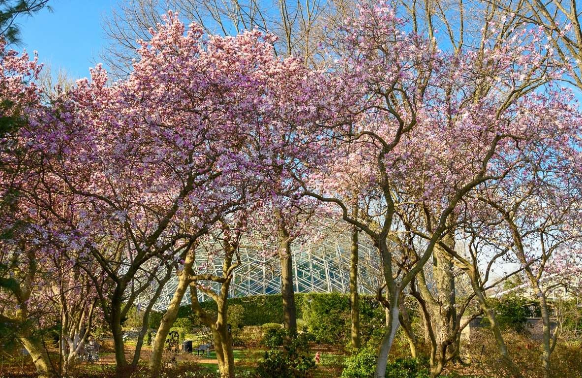 hoa anh đào ảnh 10 hoa anh dao anh 10