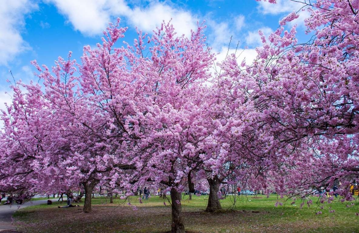 hoa anh đào ảnh 8 hoa anh dao anh 8