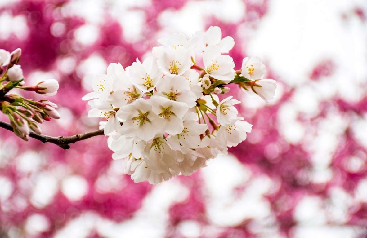 hoa anh đào ảnh 24 hoa anh dao anh 24