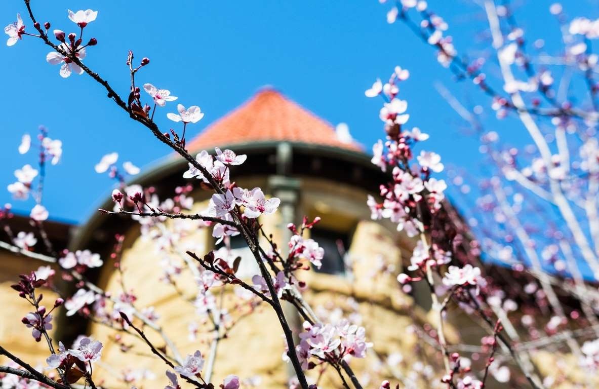 hoa anh đào ảnh 26 hoa anh dao anh 26