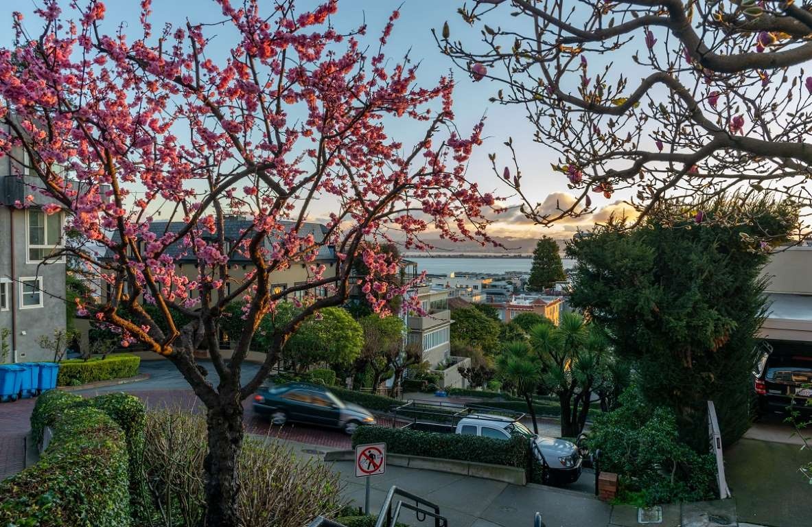 hoa anh đào ảnh 13 hoa anh dao anh 13