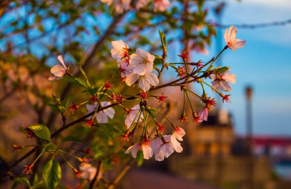 hoa anh đào ảnh 34 hoa anh dao anh 34