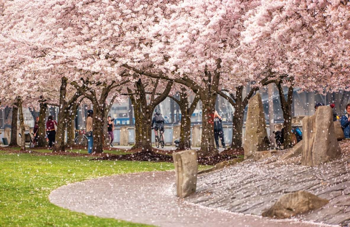 hoa anh đào ảnh 29 hoa anh dao anh 29