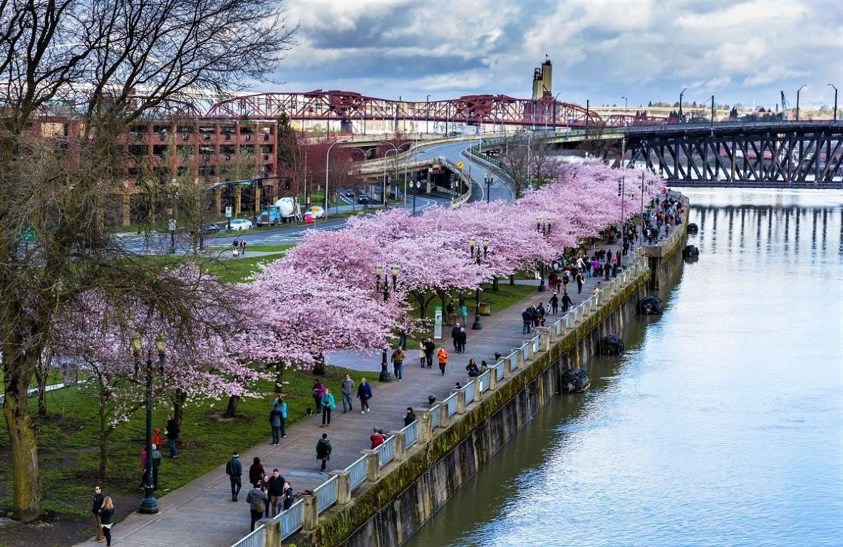 hoa anh đào ảnh 30 hoa anh dao anh 30