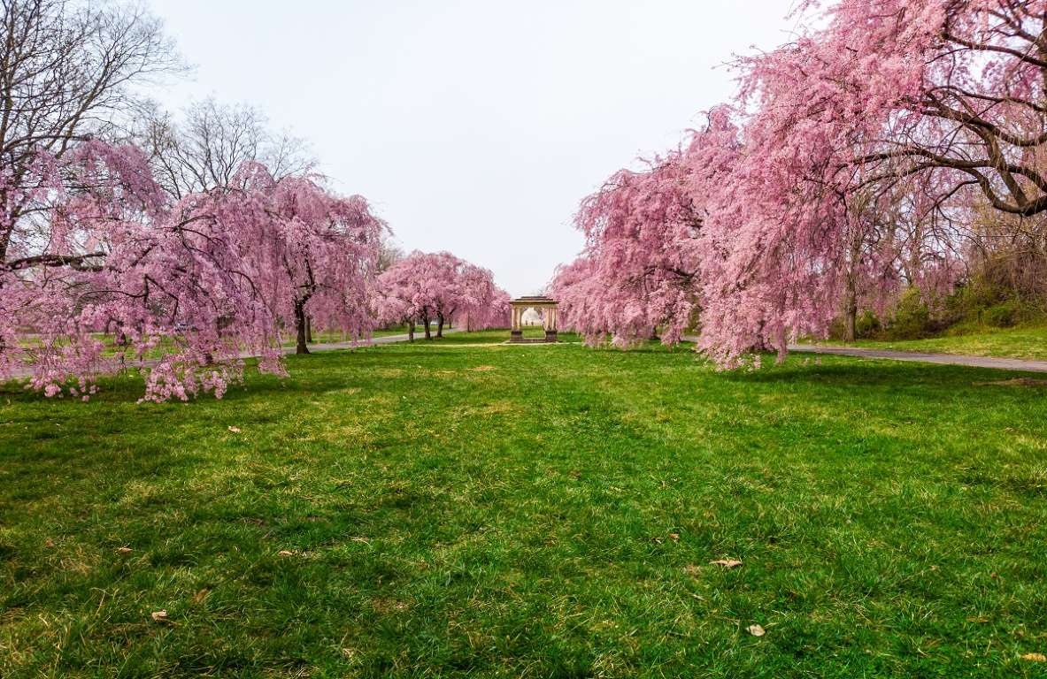 hoa anh đào ảnh 32 hoa anh dao anh 32