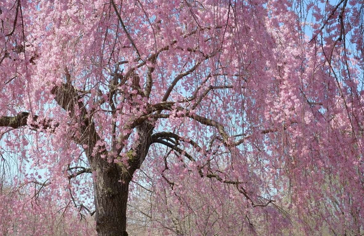 hoa anh đào ảnh 11 hoa anh dao anh 11