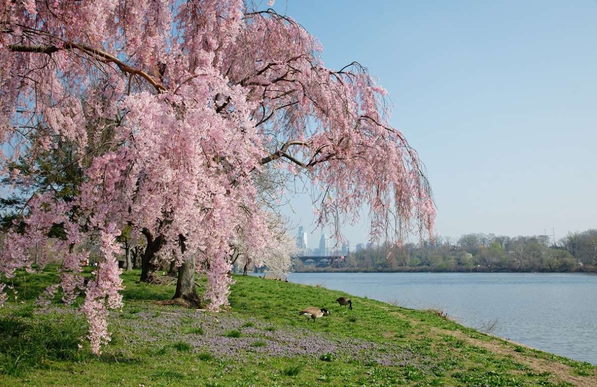 hoa anh đào ảnh 33 hoa anh dao anh 33