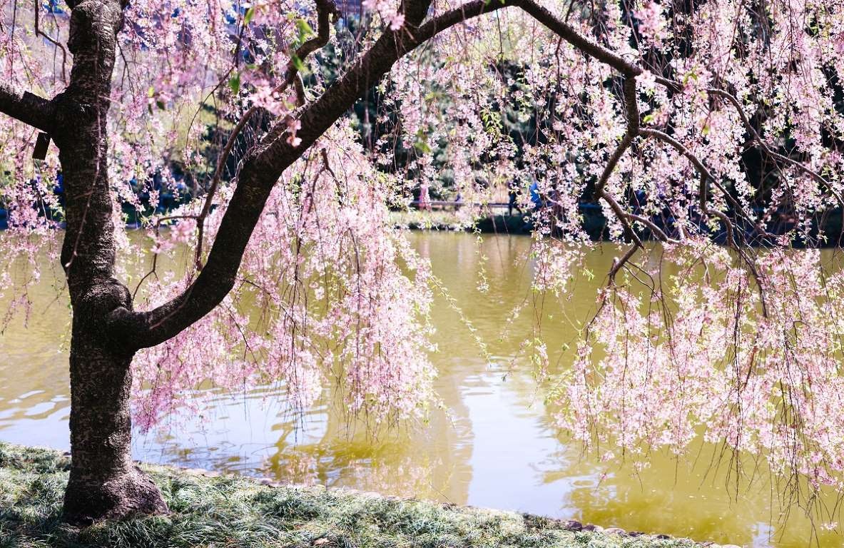 hoa anh đào ảnh 16 hoa anh dao anh 16