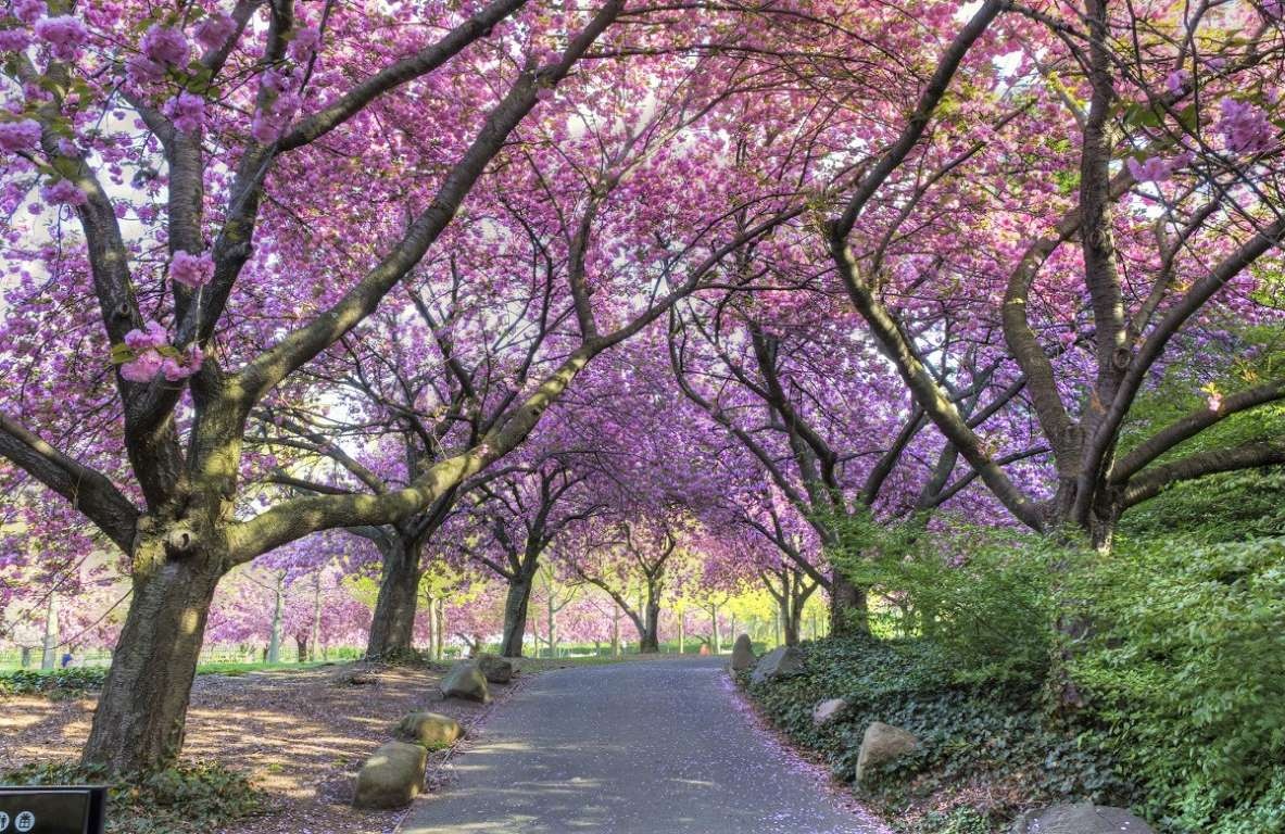 hoa anh đào ảnh 9 hoa anh dao anh 9