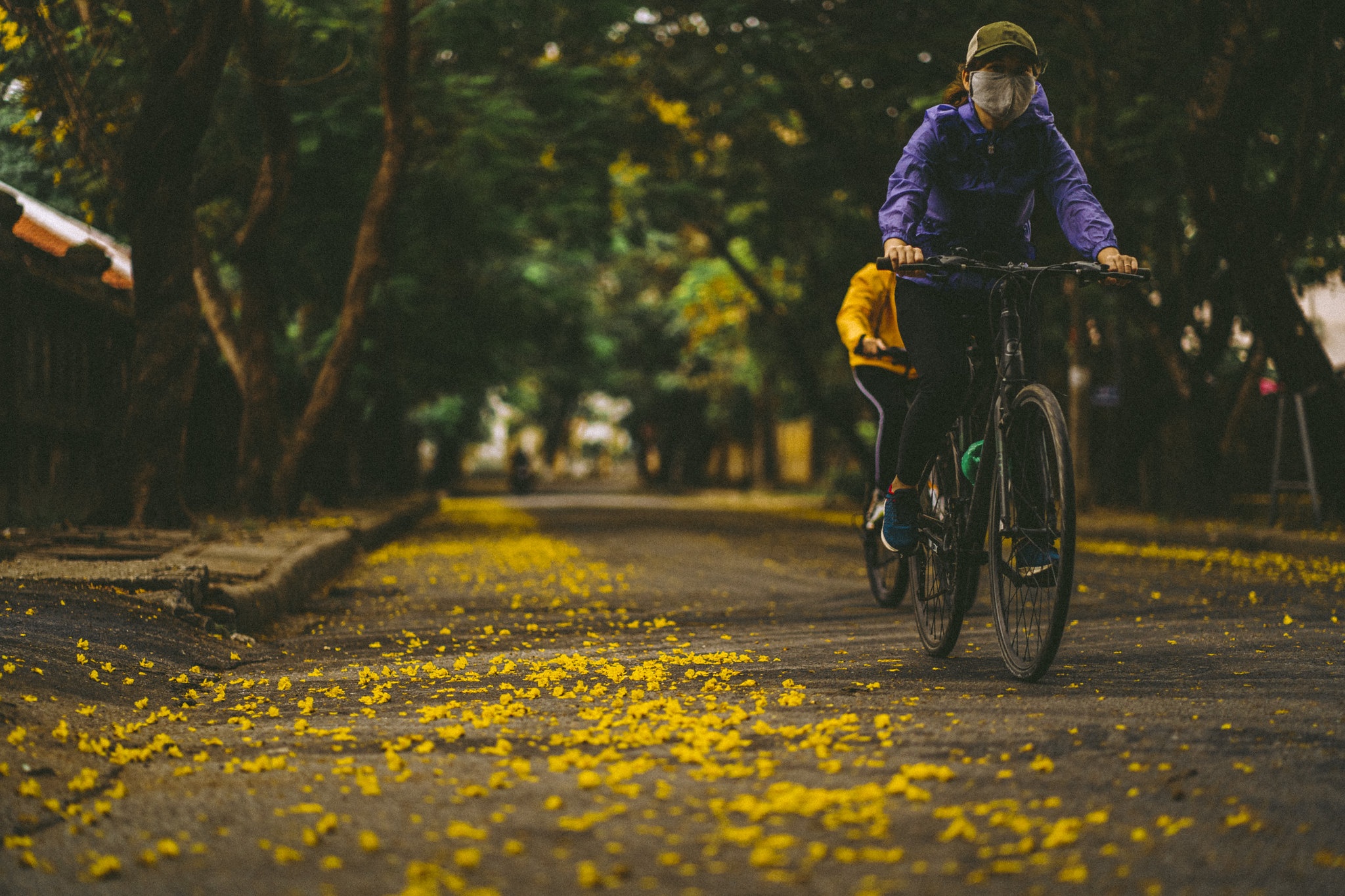 Hoang diep vang ruc thang 4, goi he ve tren xu Hue hinh anh