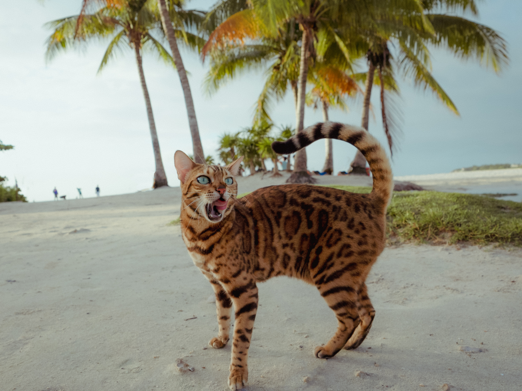 Meo di du lich, check-in khap the gian cung chu hinh anh