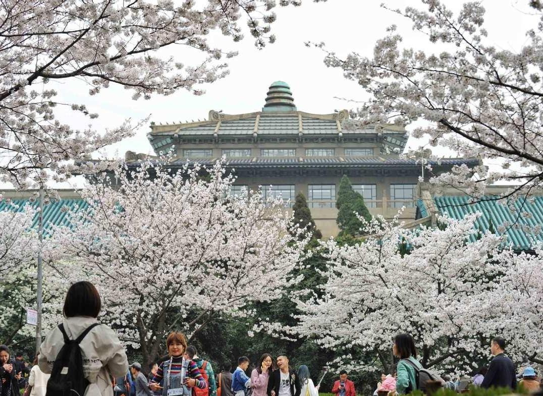 Hoa anh dao Vu Han no ro trong nhung ngay phong toa cuoi cung hinh anh