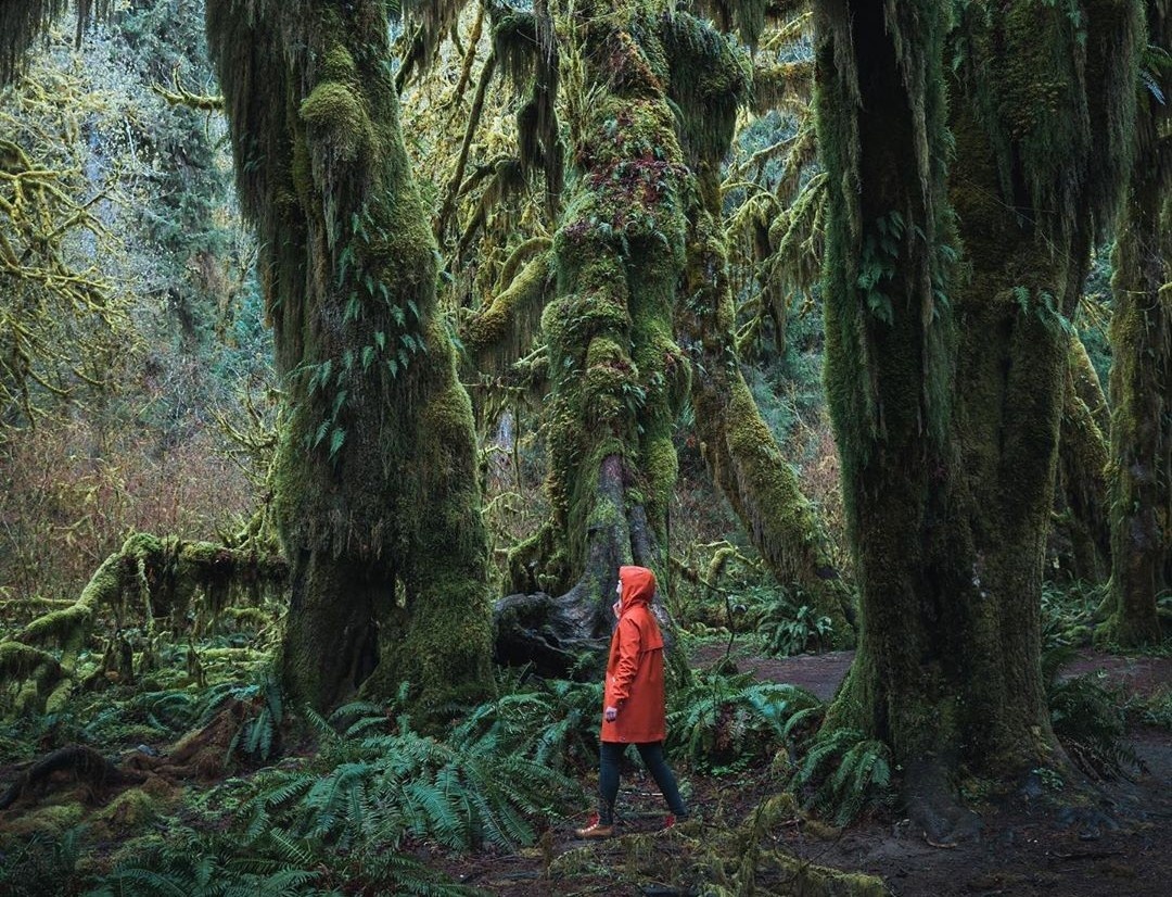 Lac vao the gioi co tich ky bi o canh rung nuoc My hinh anh