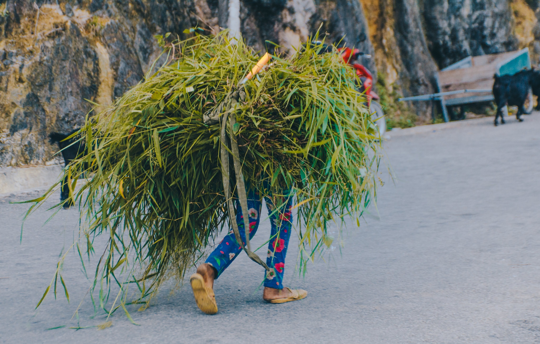 Hà Giang ảnh 11 Ha Giang anh 11