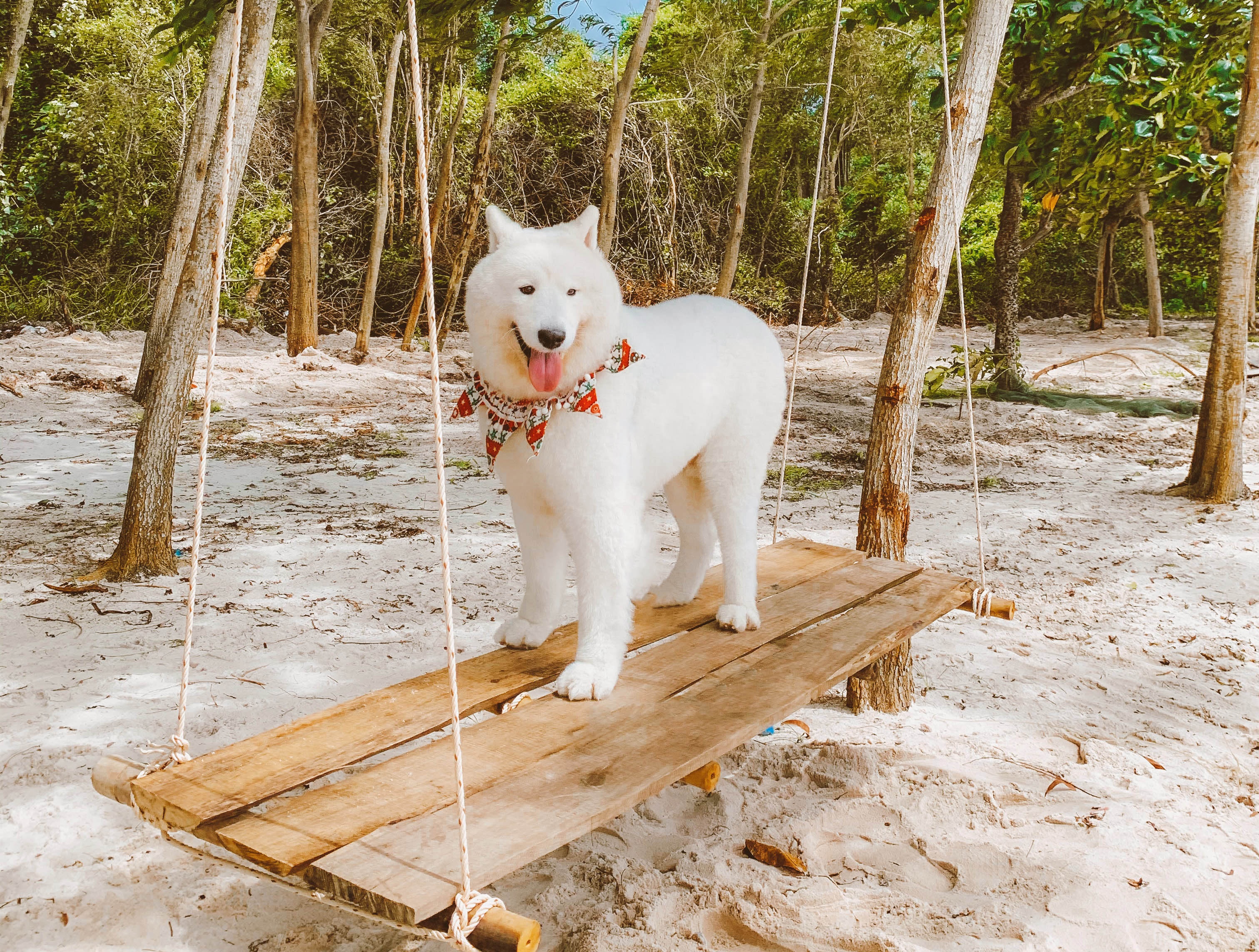 Kinh nghiem vi vu Phu Quoc cung thu cung hinh anh