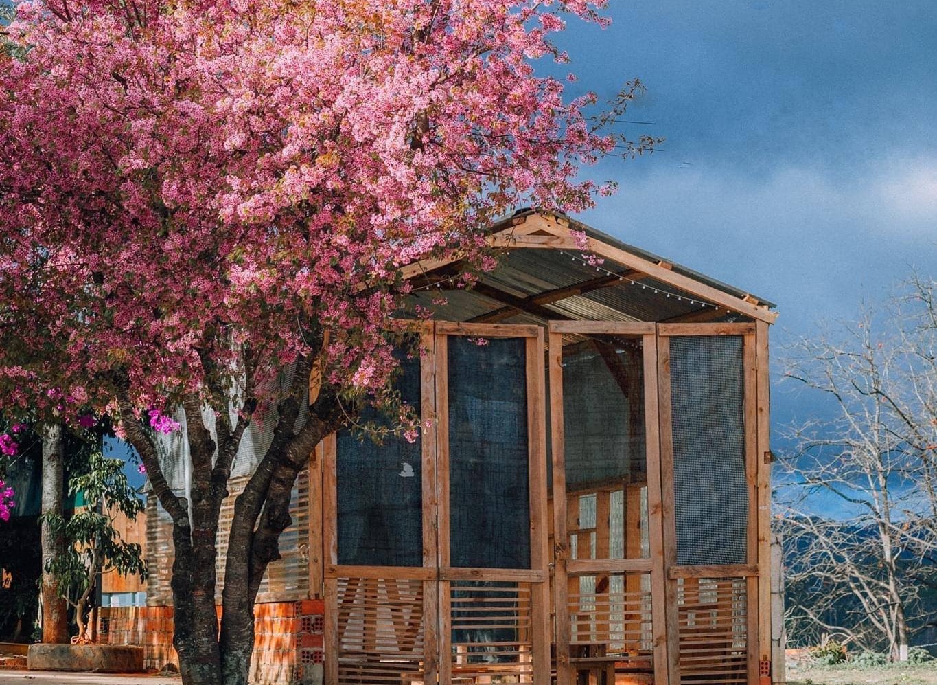 Noi ngam hoa xuan o Da Lat hinh anh