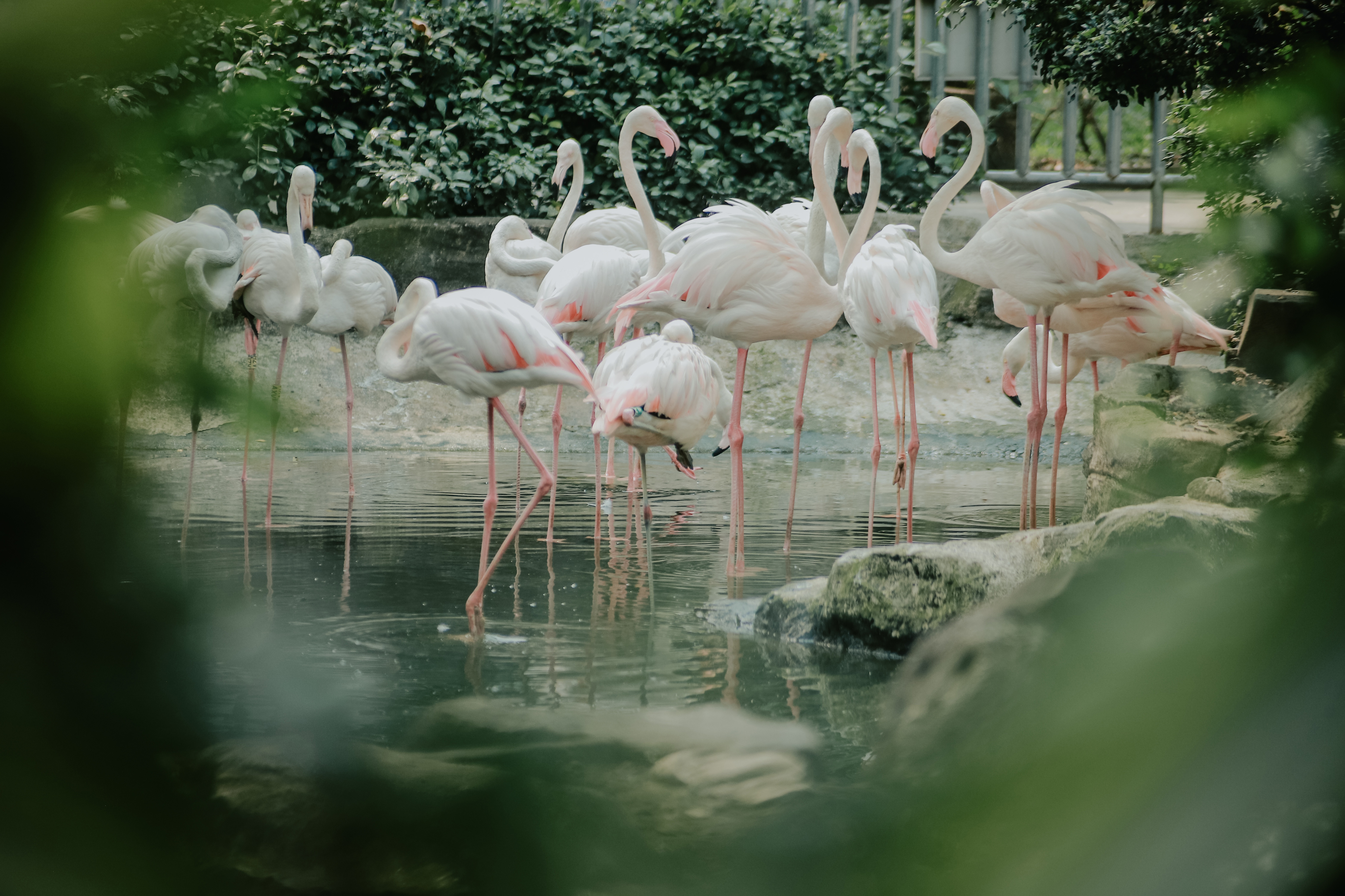 Ve xanh muot cua Thao Cam Vien hinh anh