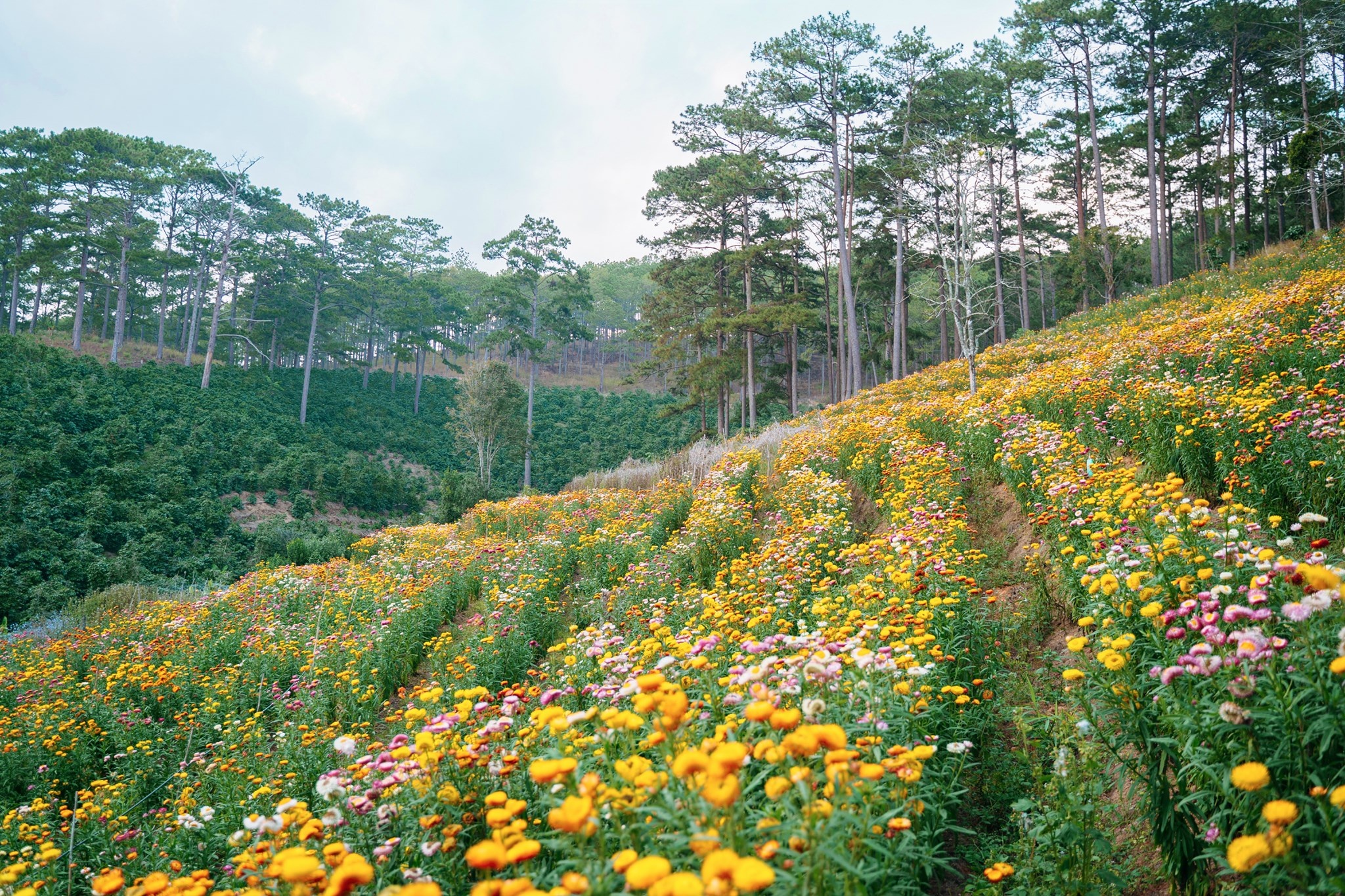 Đà Lạt ảnh 1 Da Lat anh 1