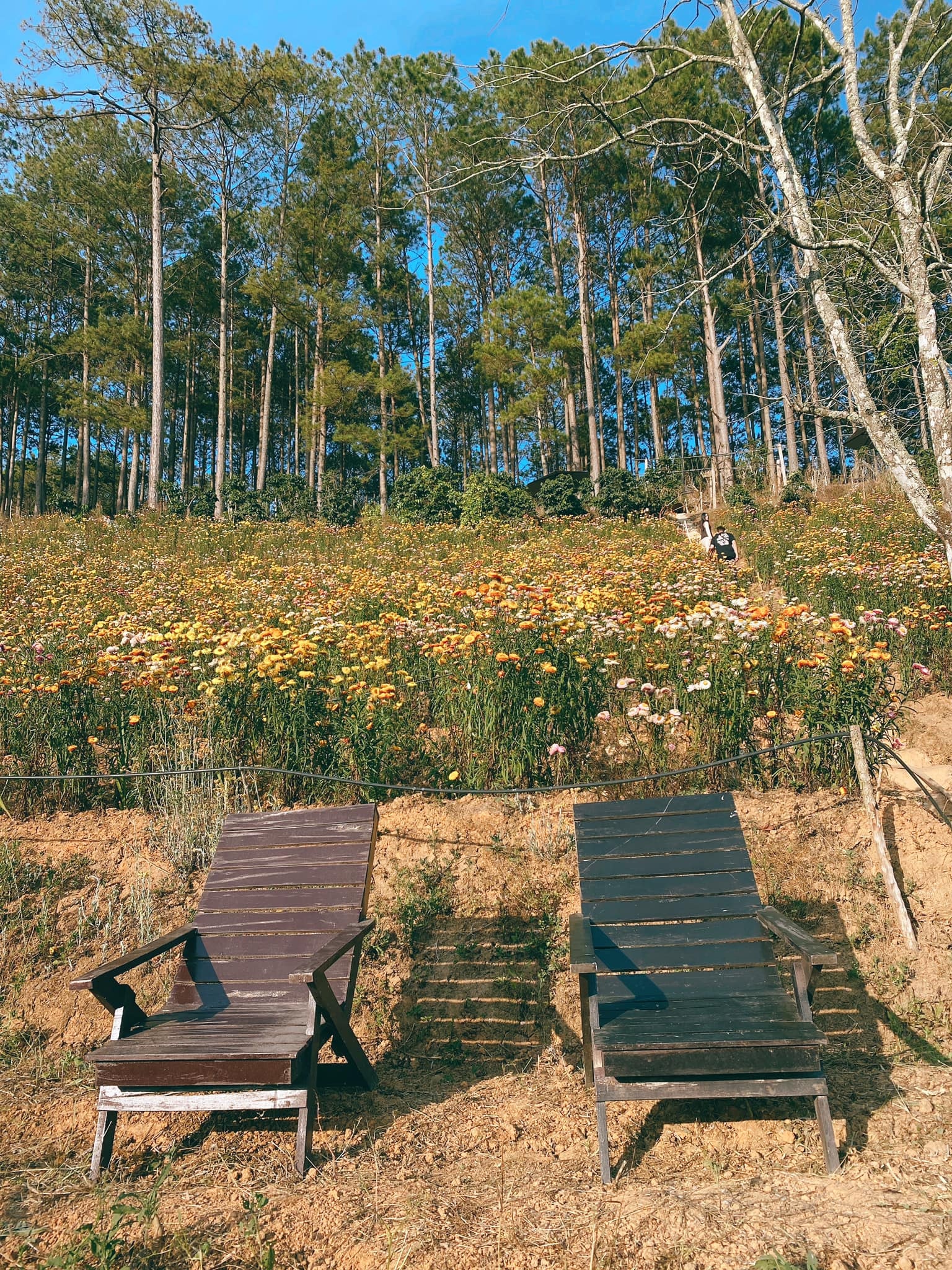 Đà Lạt ảnh 4 Da Lat anh 4