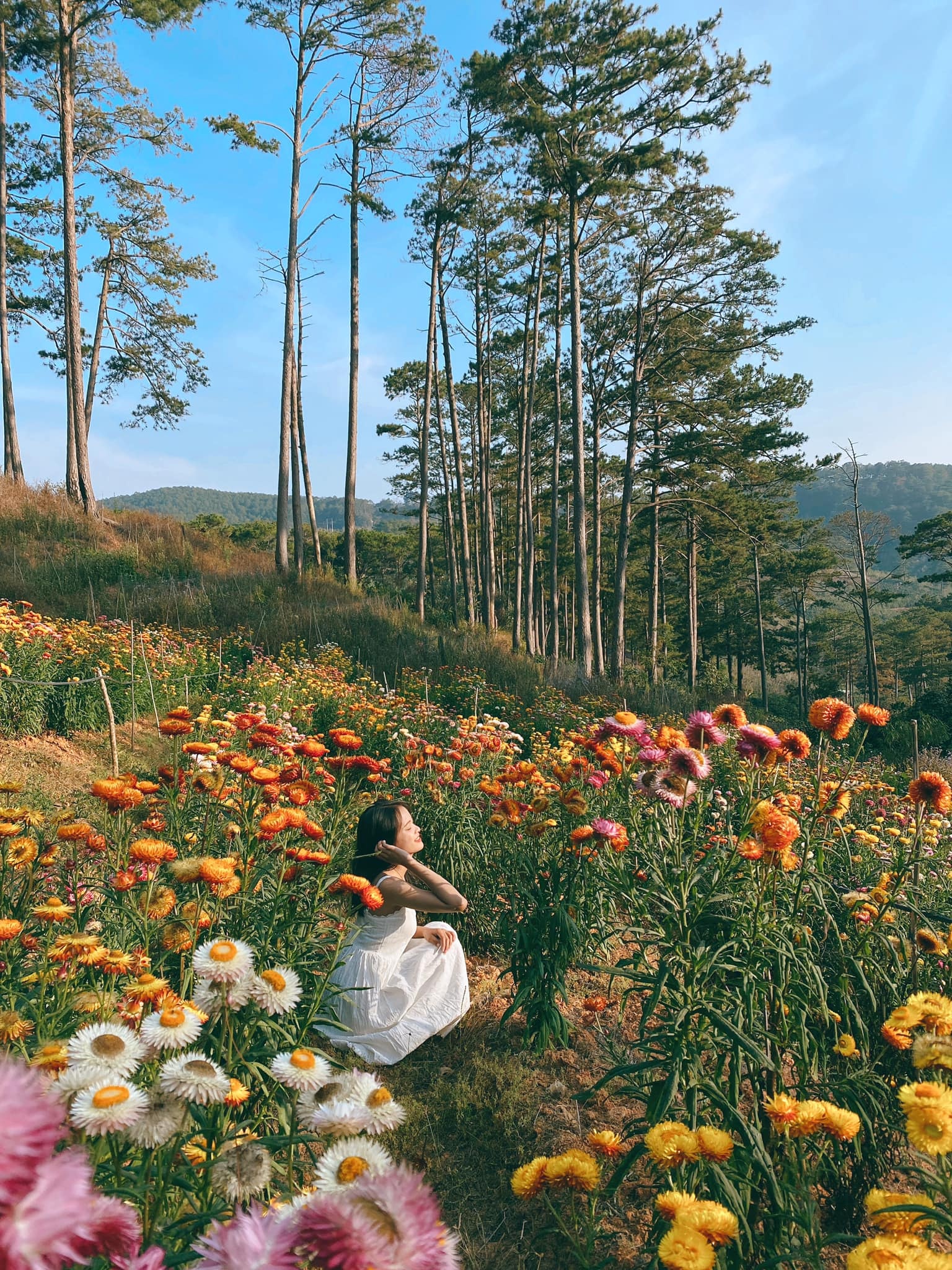 Đà Lạt ảnh 13 Da Lat anh 13