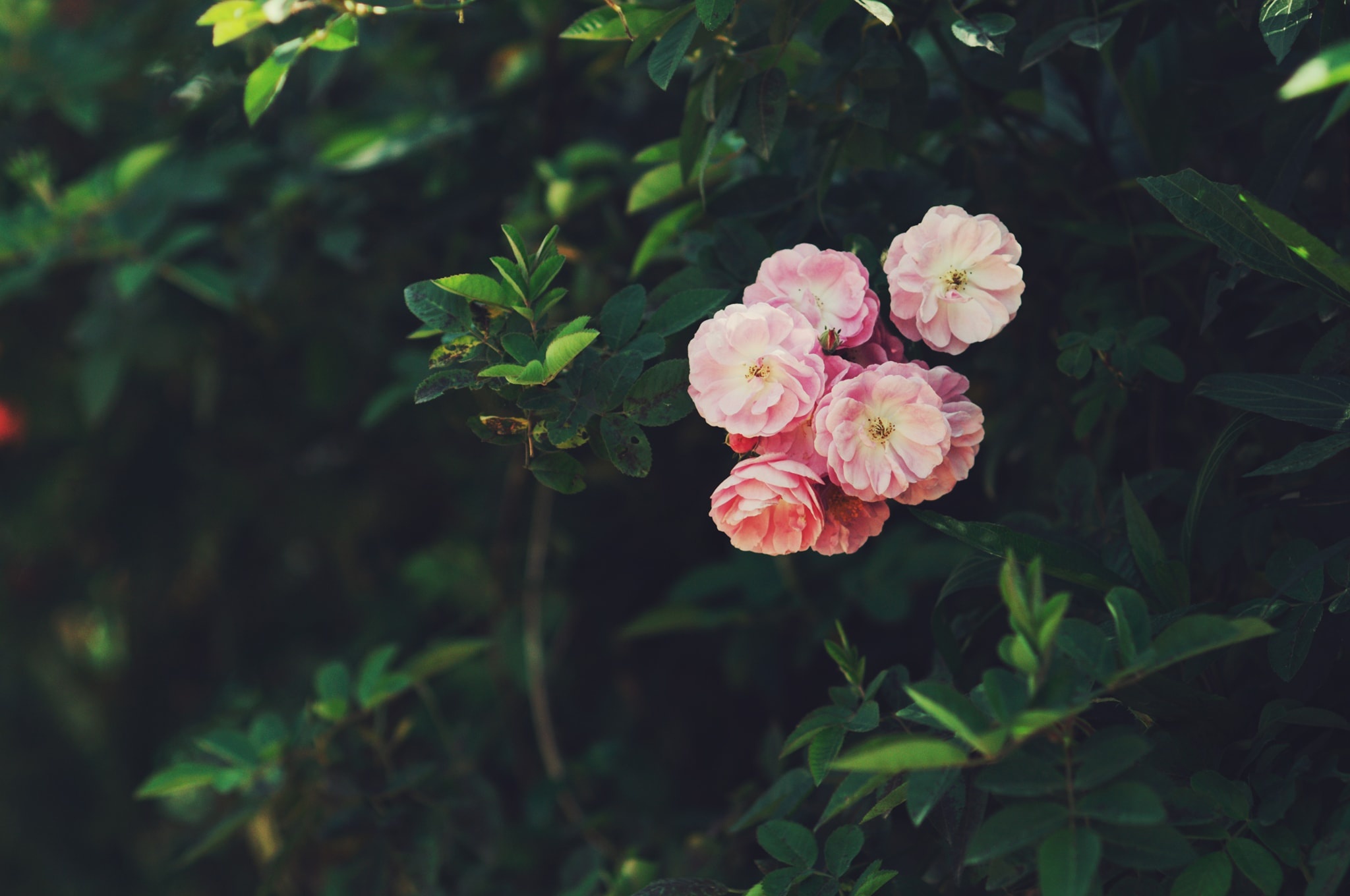 Huế ảnh 16 Hue anh 16