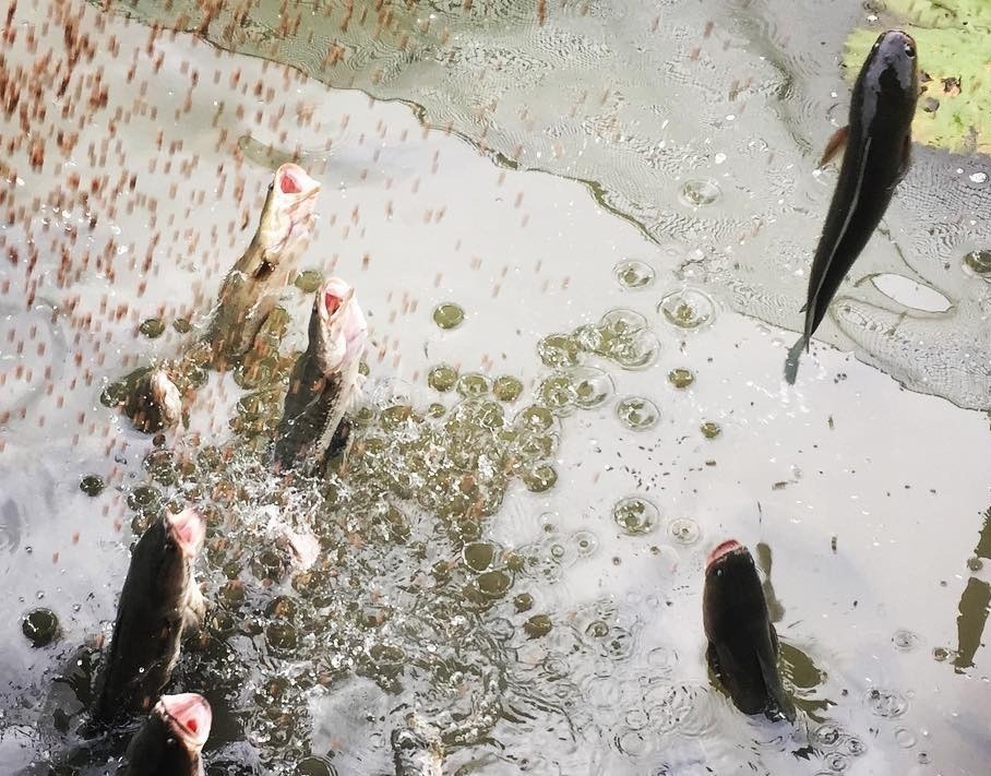 O dau du khach duoc xem ca loc bay? hinh anh