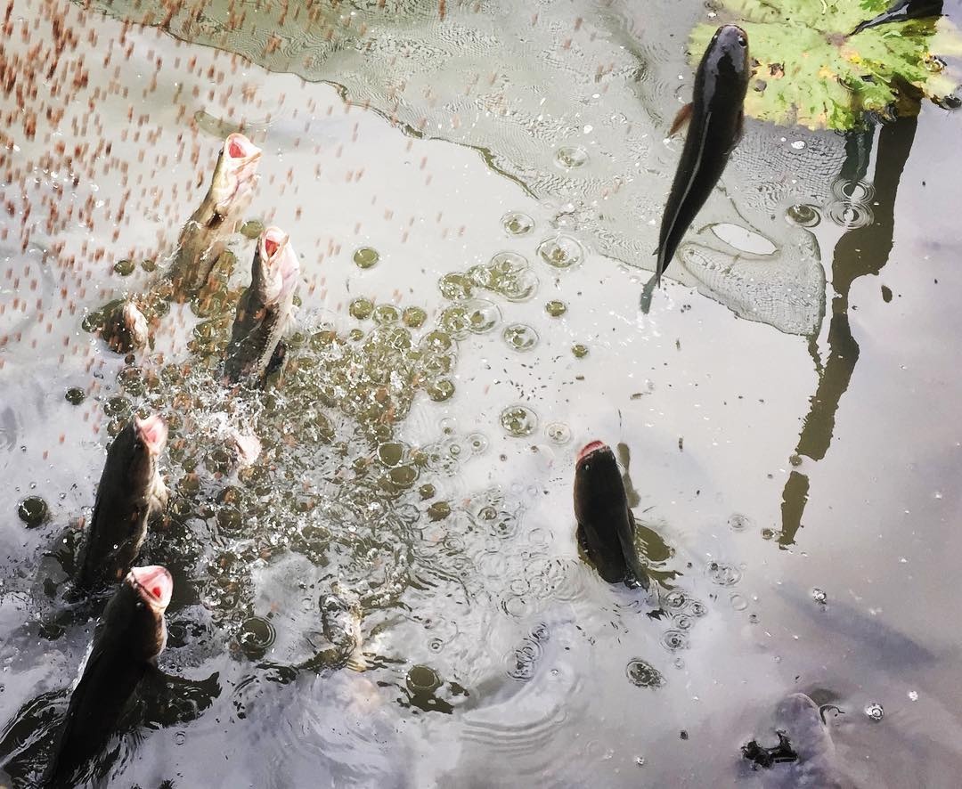 xem ca loc bay anh 1