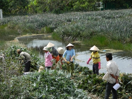 Dap dap ngan man xam nhap Long An, Tien Giang hinh anh