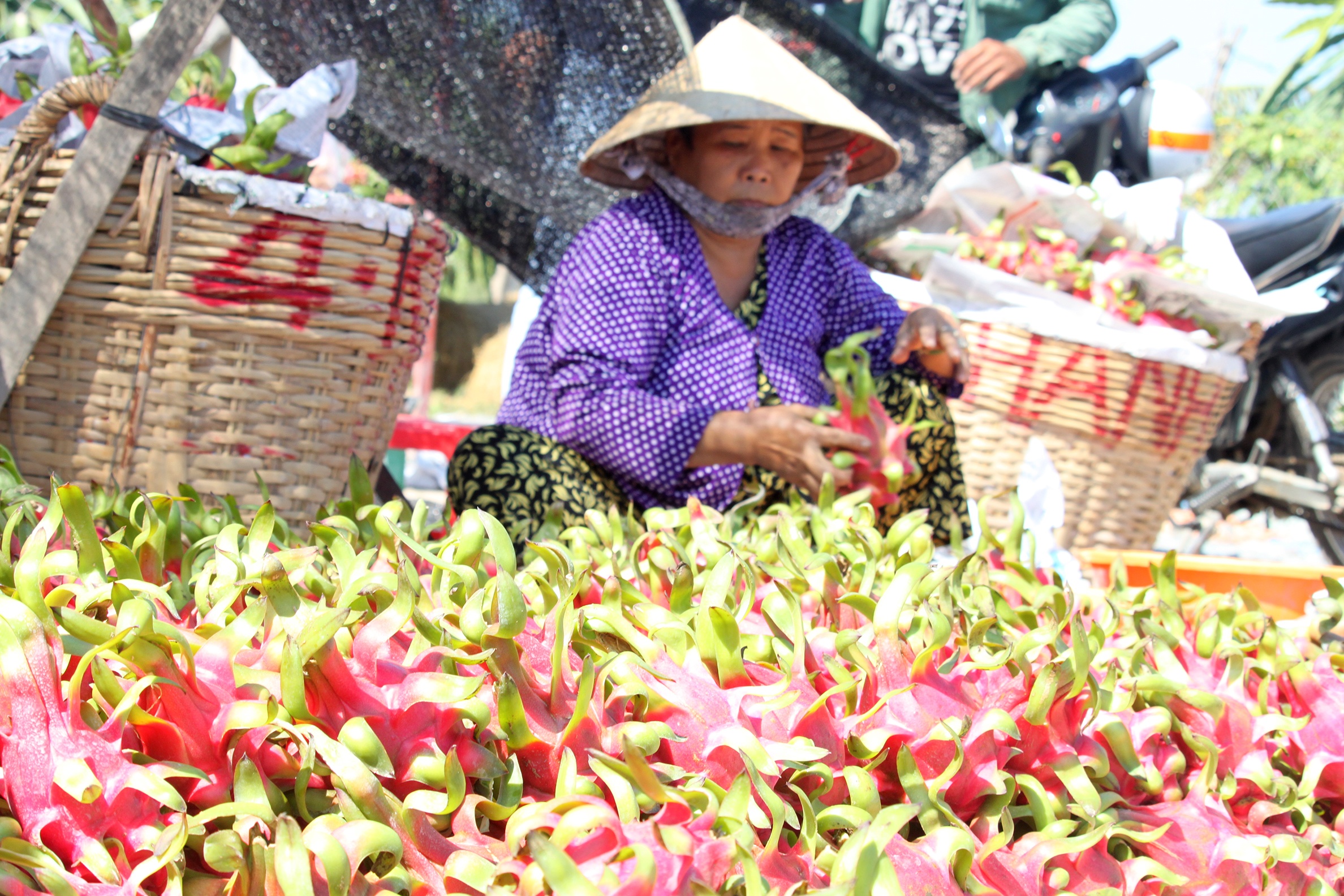 Cat trom nua tan thanh long trong dem hinh anh