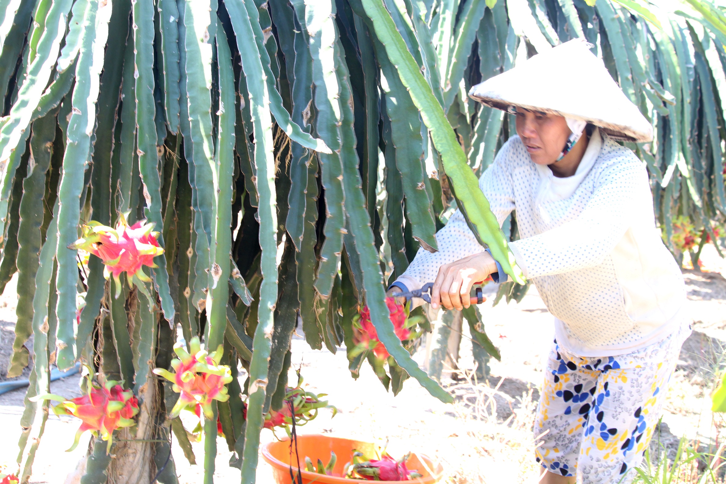 cat trom 500kg thanh long trong dem anh 1