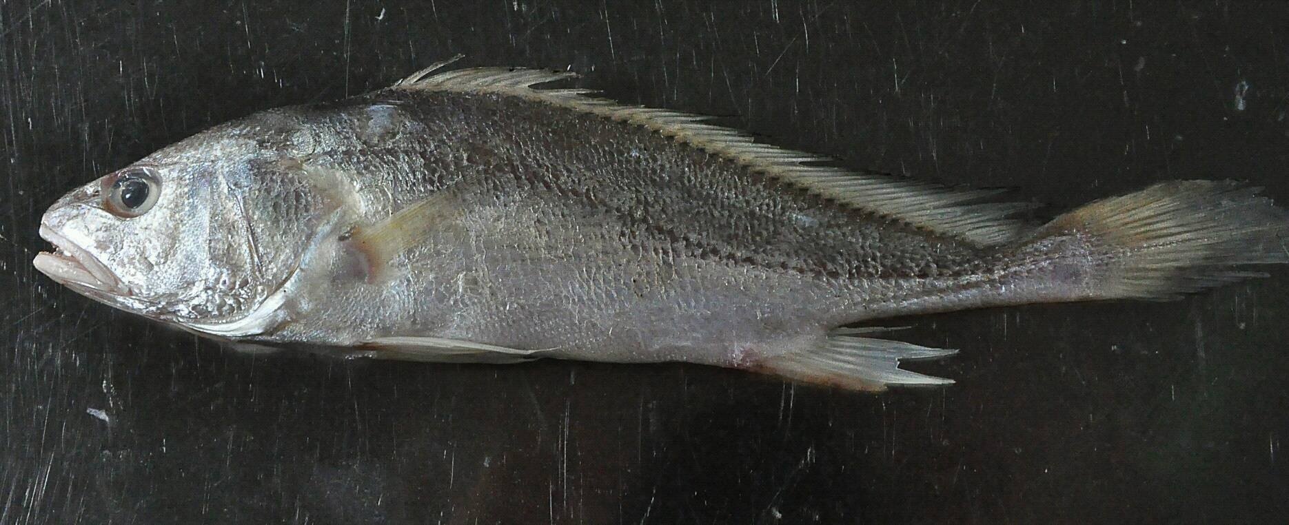 Phát hiện cá biển sống ở vùng Đồng Tháp Mười ảnh 1 Phat hien ca bien song o vung Dong Thap Muoi anh 1