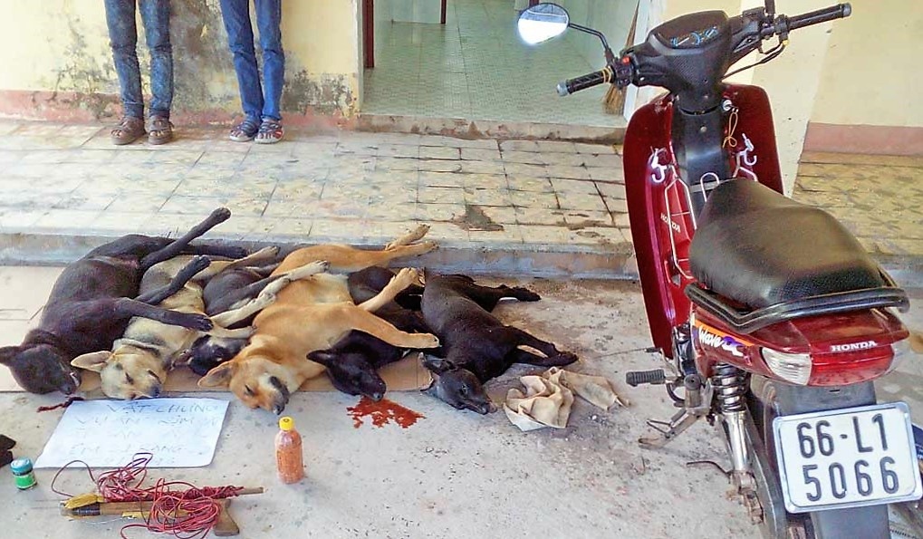 Truy đuổi hơn 10 km bắt băng trộm chó ảnh 2 Truy duoi hon 10 km bat bang trom cho anh 2