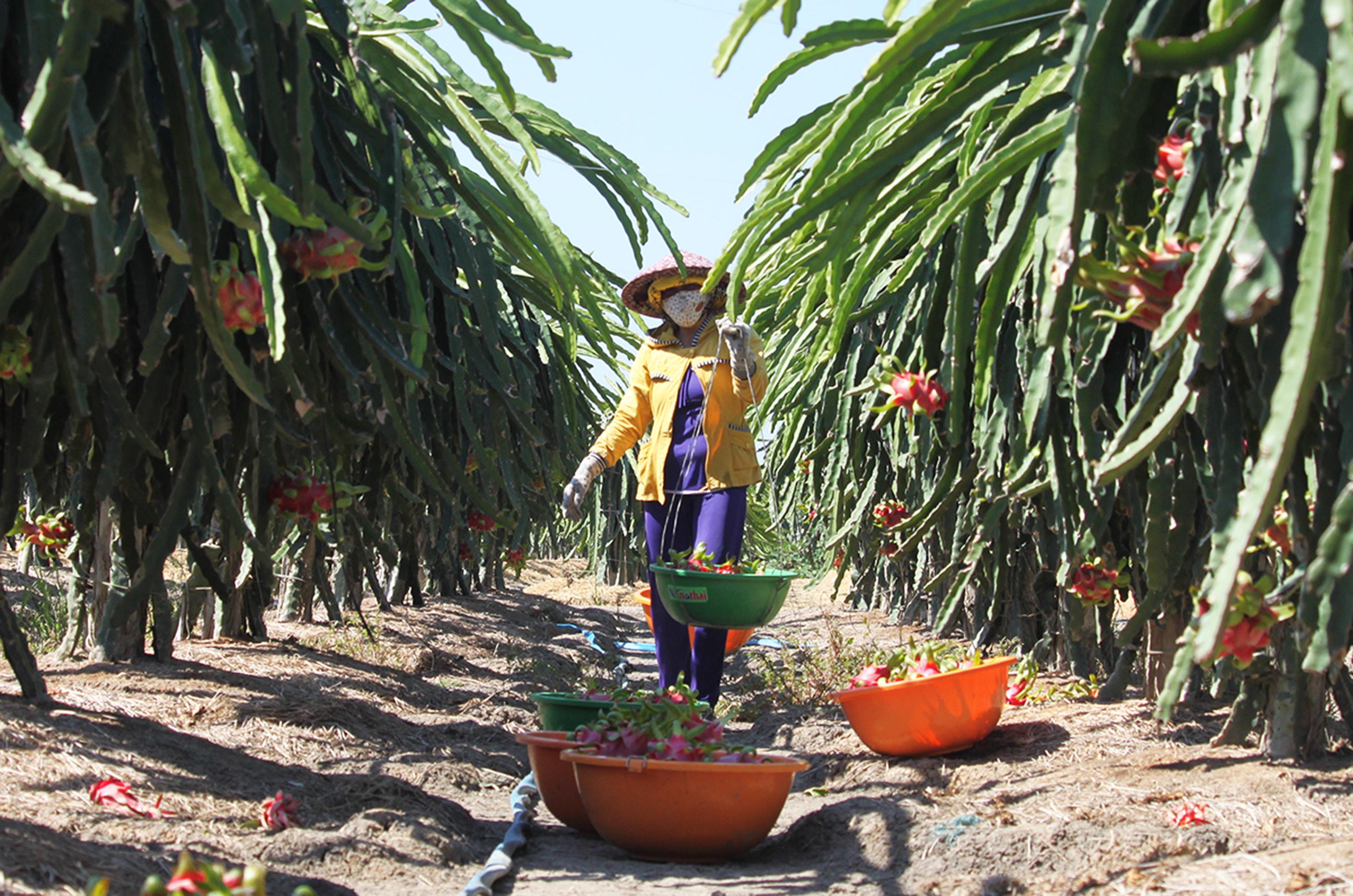 Phat 2 nguoi Trung Quoc thu mua thanh long trai phep hinh anh