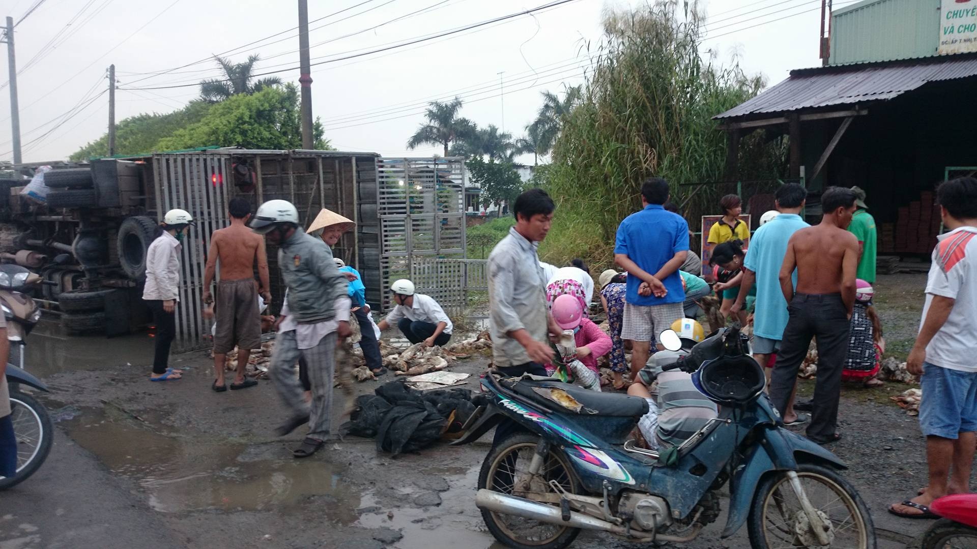 Mua vịt chết ủng hộ xe bị nạn ảnh 1 Mua vit chet ung ho xe bi nan anh 1
