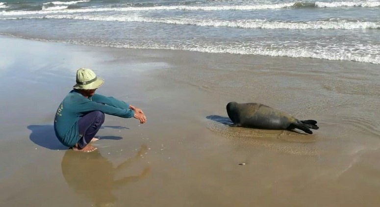 Hải cẩu xứ lạnh lên bờ nô đùa với người dân ở Bình Thuận ảnh 1 Hai cau xu lanh len bo no dua voi nguoi dan o Binh Thuan anh 1