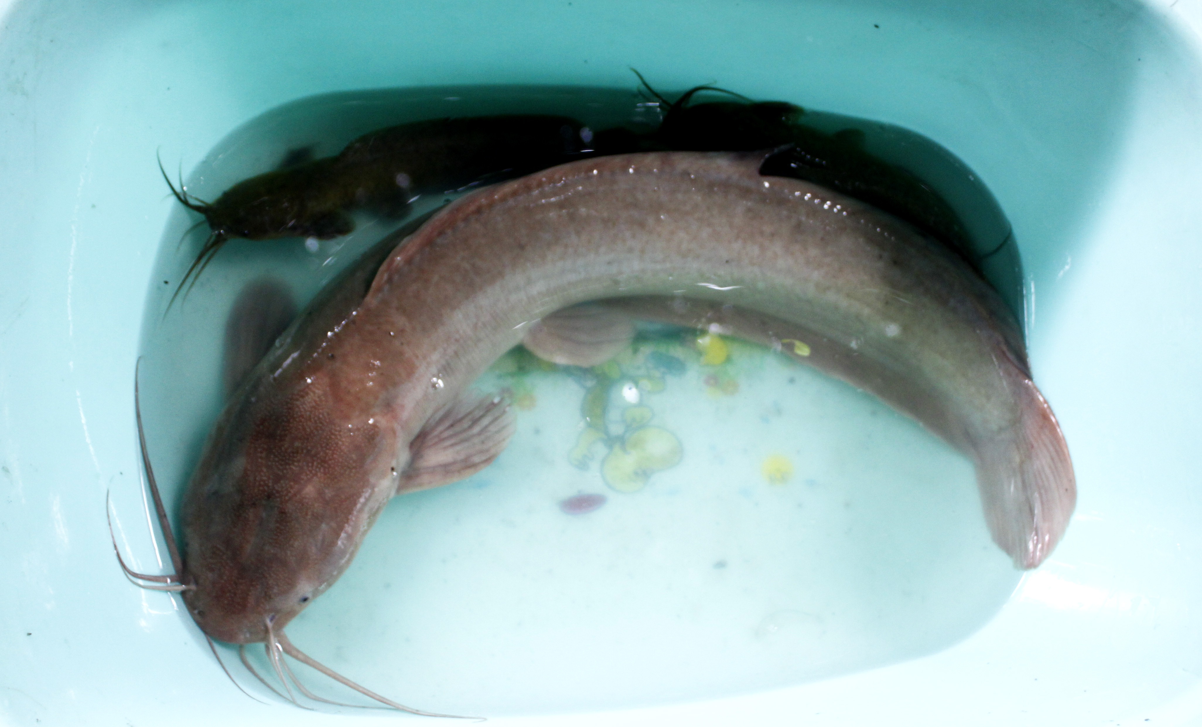 Cau duoc ca tre bach tang gan 2 kg o Ninh Thuan hinh anh