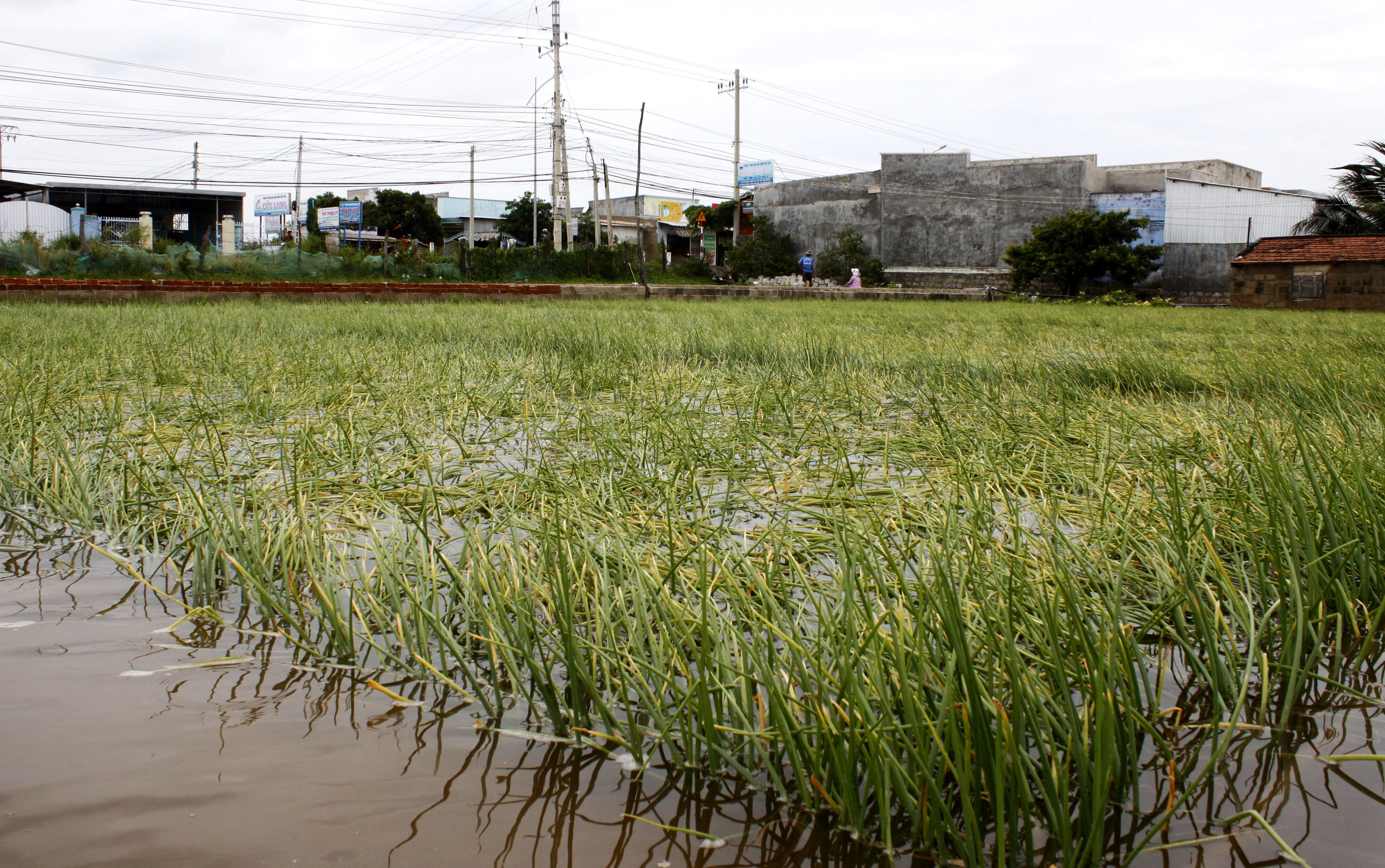 Nong dan trong hanh o Ninh Thuan trang tay vi mua lu anh 1