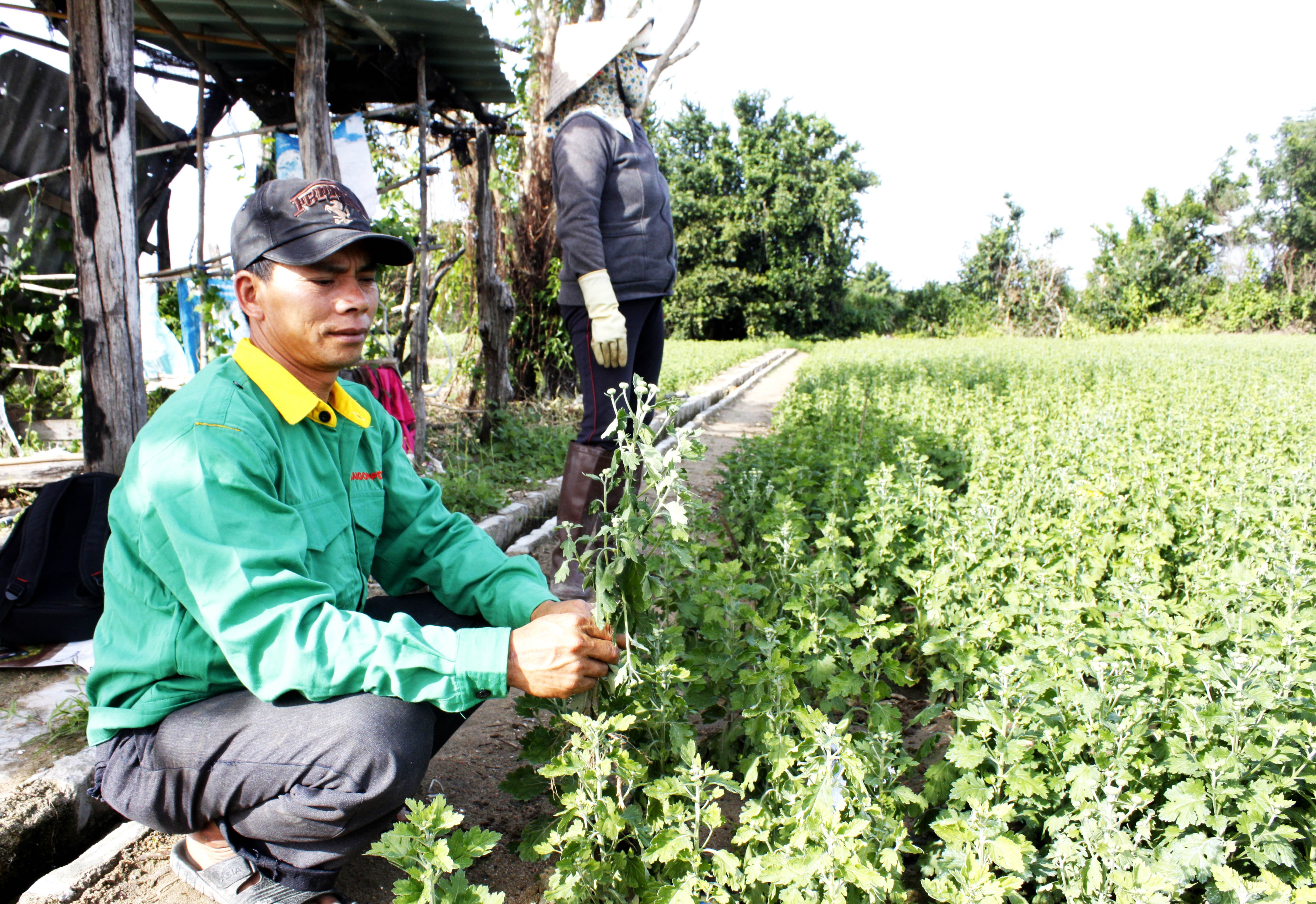 Nong dan Ninh Thuan trang tay sau mua lu anh 2