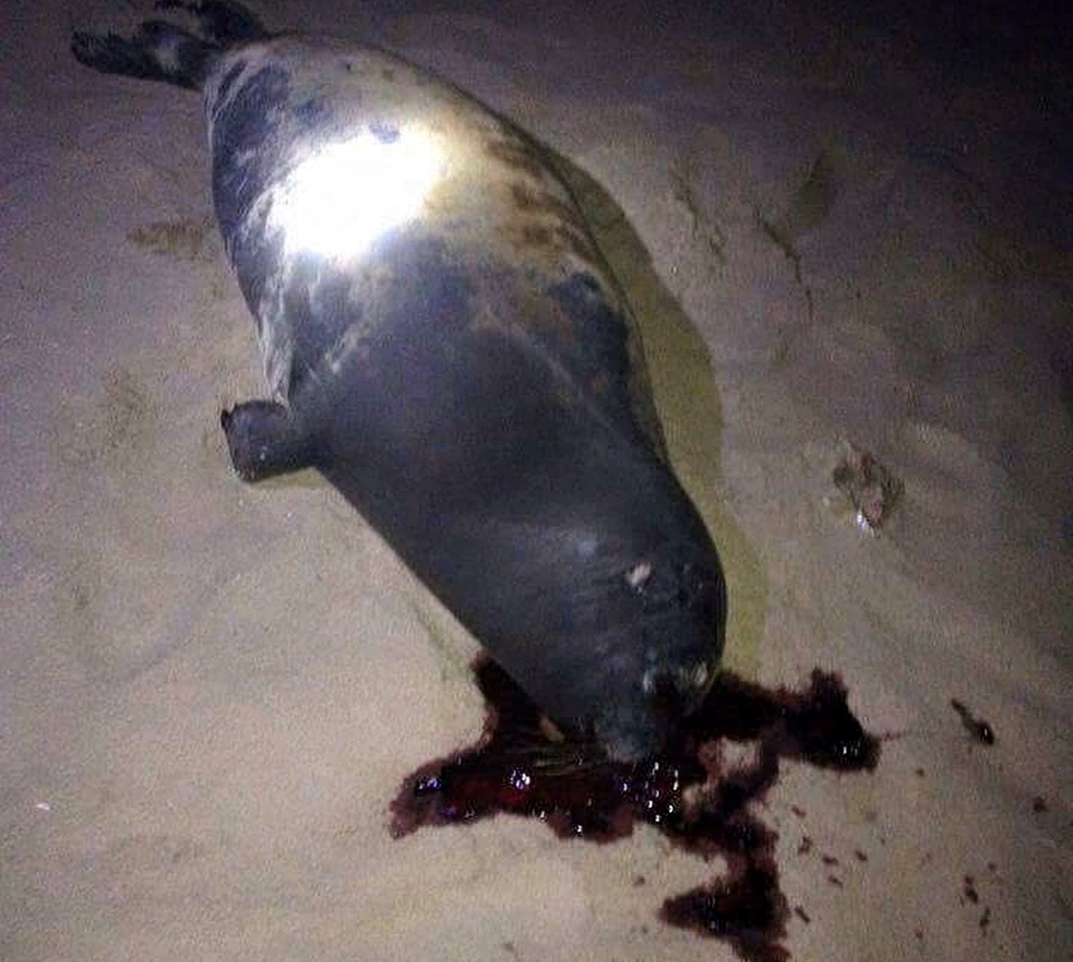 Hải cẩu lên bờ đùa giỡn với người ở Bình Thuận bị đánh chết ảnh 1 Hai cau len bo dua gion voi nguoi o Binh Thuan bi danh chet anh 1