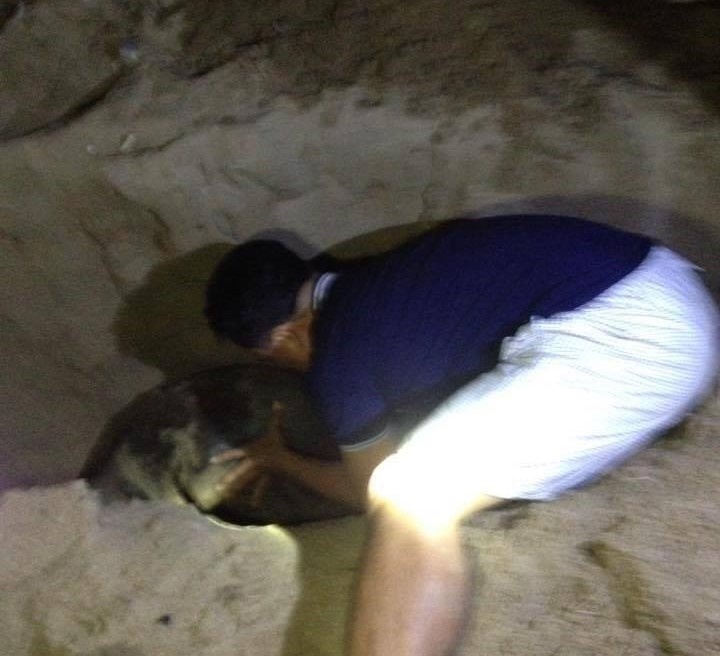 Đánh chết hải cẩu có thể bị phạt tù đến 3 năm ảnh 2 Danh chet hai cau co the bi phat tu den 3 nam anh 2