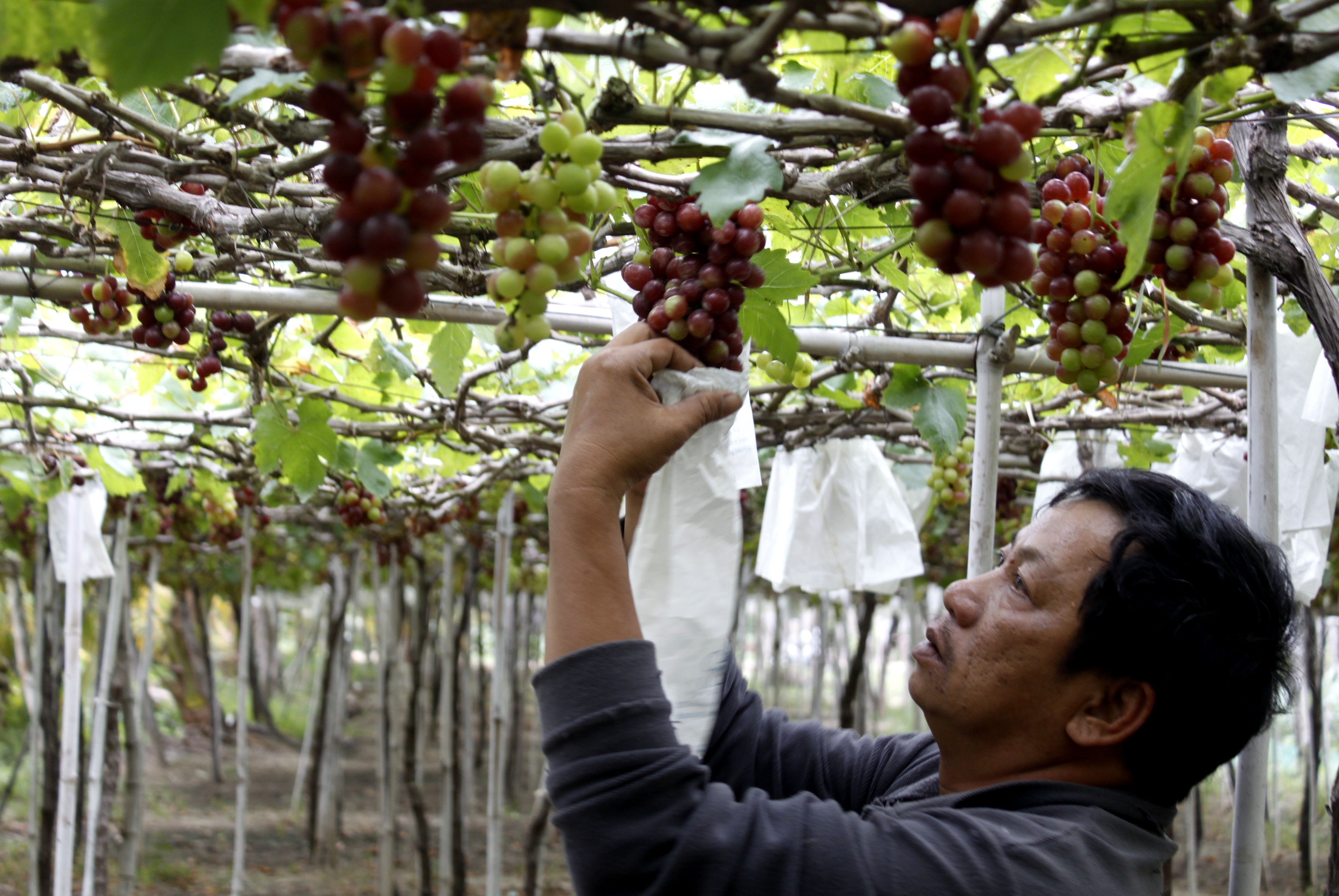 Nho Ninh Thuan gia cao gap 1, 5 lan nhung mat mua anh 1