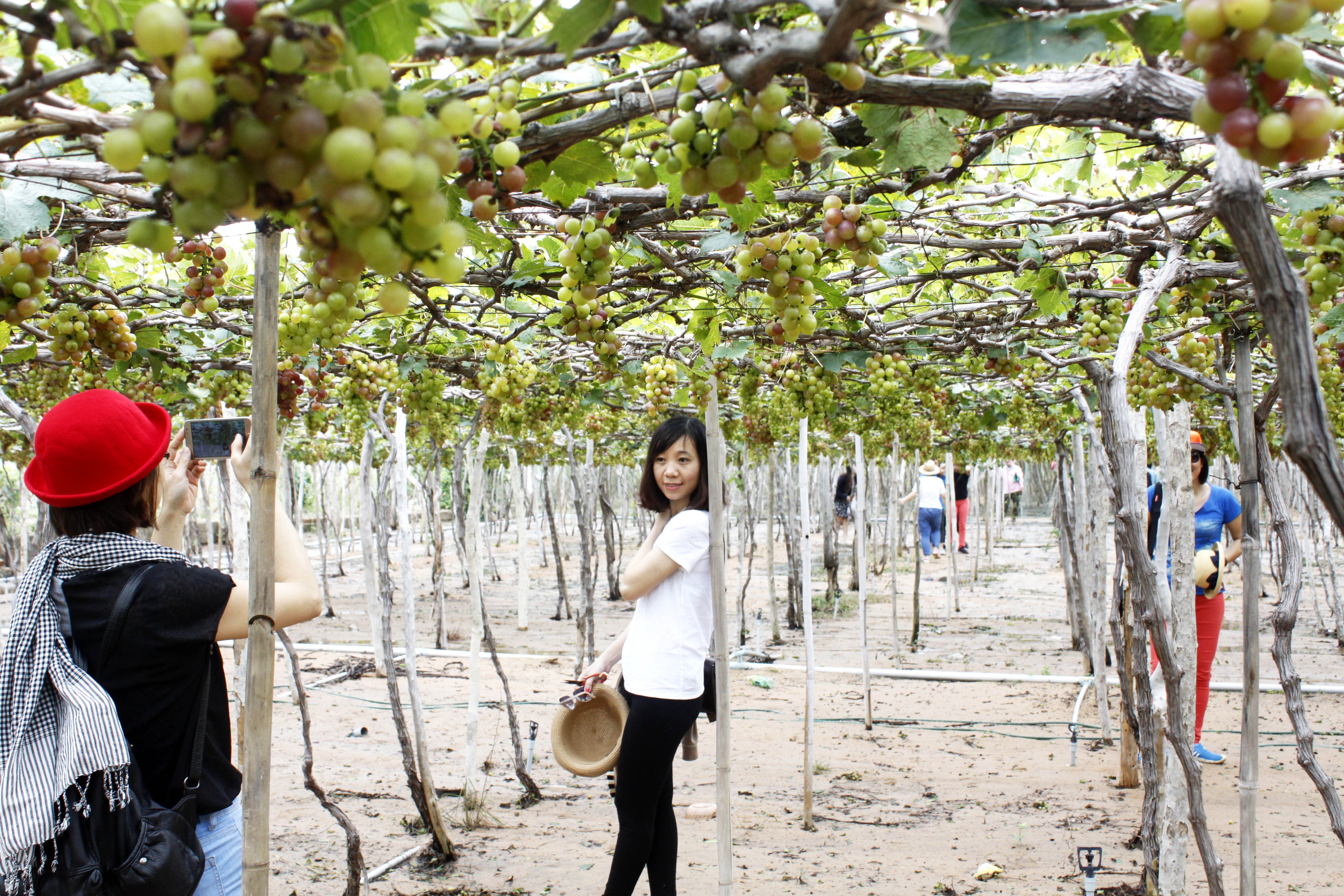 Nho Ninh Thuan gia cao gap 1,5 lan nhung mat mua hinh anh