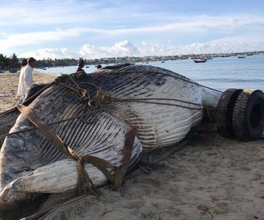 Ngư dân Bình Thuận làm lễ chôn cá Ông nặng 15 tấn ảnh 1 Ngu dan Binh Thuan lam le chon ca Ong nang 15 tan anh 1
