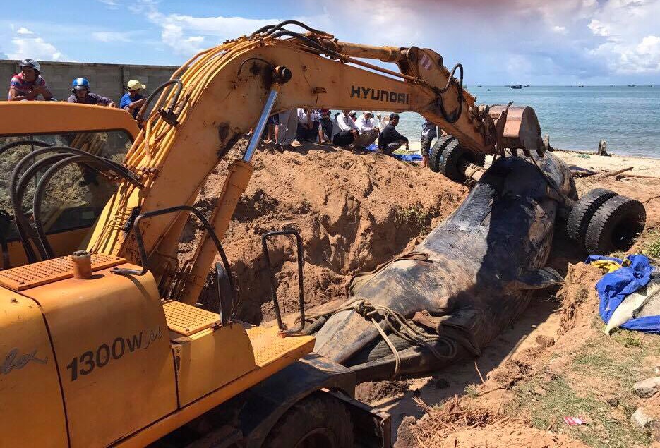 Ngư dân Bình Thuận làm lễ chôn cá Ông nặng 15 tấn ảnh 2 Ngu dan Binh Thuan lam le chon ca Ong nang 15 tan anh 2